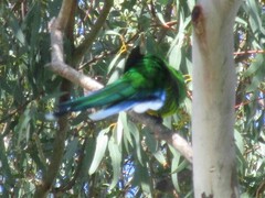 Barnardius zonarius semitorquatus
