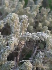 Thymelaea velutina