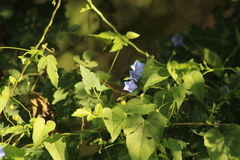 Jacquemontia evolvuloides