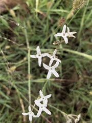 Kohautia amatymbica