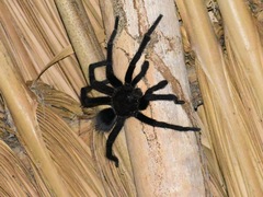 Crassicrus lamanai