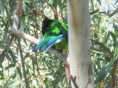 Barnardius zonarius semitorquatus