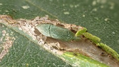 Phyllonorycter schreberella