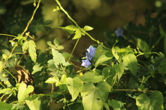 Jacquemontia evolvuloides