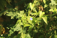 Jacquemontia evolvuloides