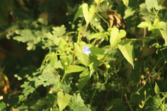 Jacquemontia evolvuloides