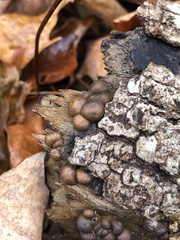 Lycogala flavofuscum