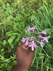 Tulbaghia violacea