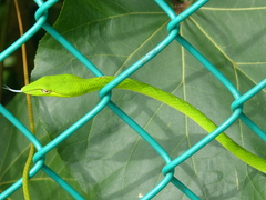 Ahaetulla prasina