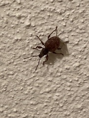 Otiorhynchus crataegi
