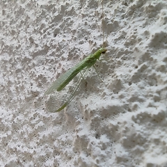 Chrysoperla comanche