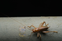Gryllacrididae