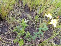 Hypericum aethiopicum