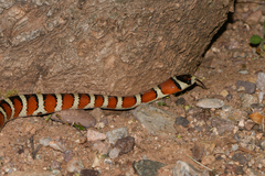 Lampropeltis knoblochi