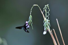 Xylocopa latipes