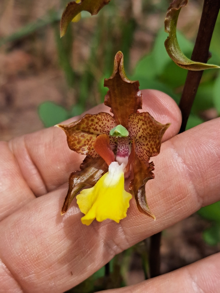 Cyrtopodium blanchetii