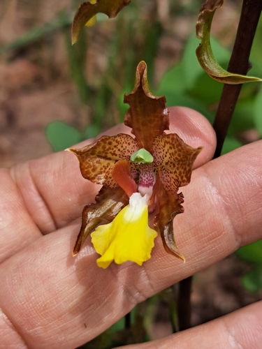 Cyrtopodium blanchetii