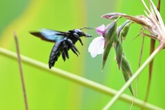 Xylocopa latipes