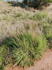 Digitaria eriantha