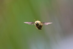 Xylocopa aestuans
