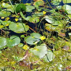 Nymphoides thunbergiana