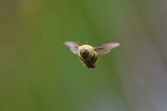 Xylocopa aestuans