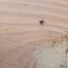 Rhipicephalus sanguineus