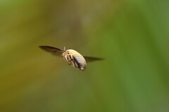 Xylocopa aestuans