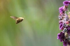 Xylocopa aestuans