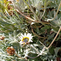 Arctotis stoechadifolia
