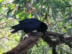 Corvus coronoides perplexus