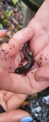 Desmognathus valtos