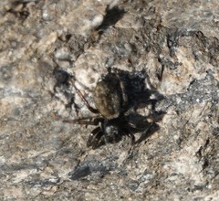 Hakka himeshimensis
