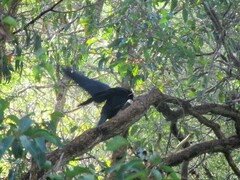 Corvus coronoides perplexus
