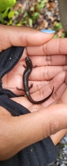 Desmognathus valtos