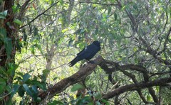 Corvus coronoides perplexus