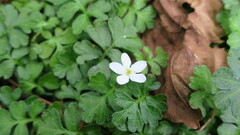 Ellisiophyllum pinnatum