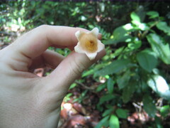Didymocarpoideae