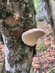 Fomitopsis betulina