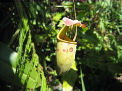 Nepenthes bicalcarata