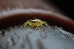 Epocilla