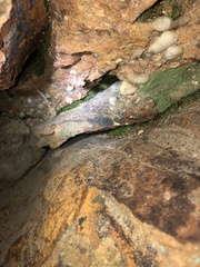 Plethodon glutinosus