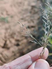 Eragrostis lehmanniana