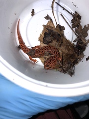 Pseudotriton ruber