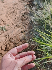 Eragrostis lehmanniana
