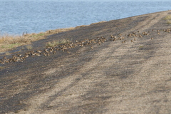 Linaria flavirostris