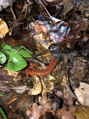 Pseudotriton ruber