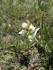 Chloraea membranacea