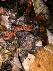 Pseudotriton ruber
