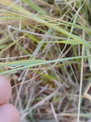 Eragrostis lehmanniana